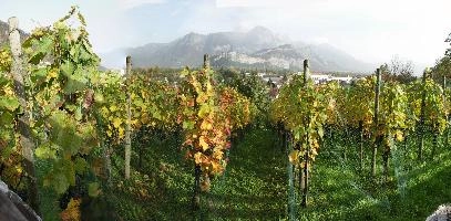 Autumn colours showing in vineyard in Sargans, Swiss Rhine valley, foliage, leaves, mist, autumn, alpine, wine, alps, vines, mountains, vineyard, vilan, sargans, outdoors, valley, red, rhine, green, switzerland, colours